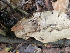 Eciton burchellii
