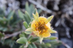 Potentilla pulchella
