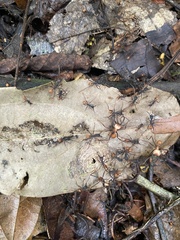 Eciton burchellii