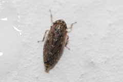 Athysanini