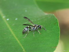 Myrapetra