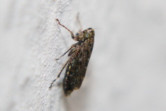 Athysanini