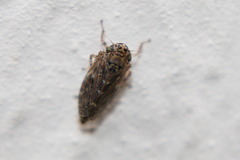 Athysanini