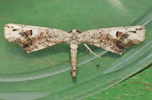 Neogyne elongata