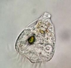 Strobilidium caudatum
