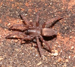 Gnaphosidae