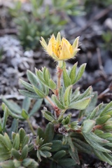 Potentilla pulchella