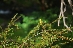 Spinus barbatus