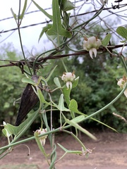 Araujia angustifolia