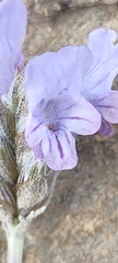 Lavandula multifida