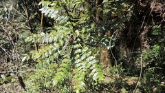 Berberis napaulensis