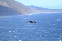 Stercorarius chilensis