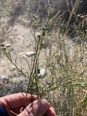 Stillingia linearifolia