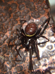 Steatoda paykulliana