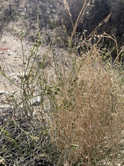 Stillingia linearifolia