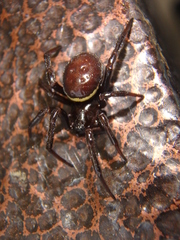 Steatoda paykulliana