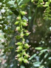 Ribes magellanicum