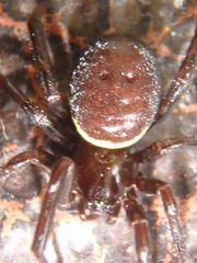 Steatoda paykulliana