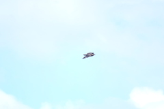 Stercorarius chilensis