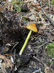 Hygrocybe