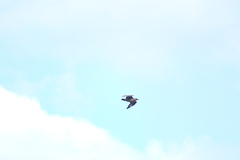 Stercorarius chilensis