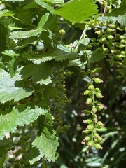 Ribes magellanicum