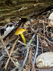Hygrocybe