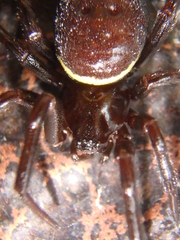 Steatoda paykulliana