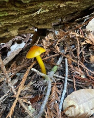 Hygrocybe