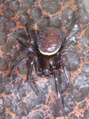 Steatoda paykulliana