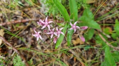 Oxypetalum solanoides