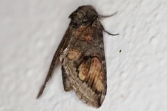 Heterocampa obliqua