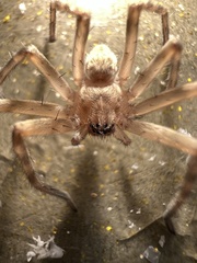 Eusparassus