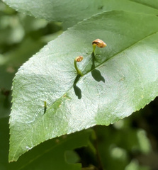 Eriophyes cerasicrumena