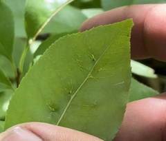 Eriophyes cerasicrumena