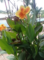 Canna indica