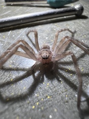 Eusparassus