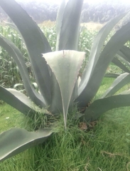 Agave salmiana