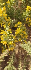 Ulex parviflorus