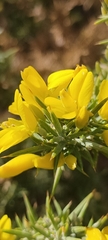 Ulex parviflorus