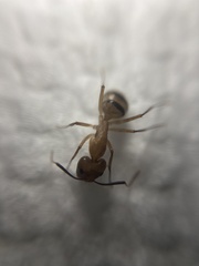 Camponotus zonatus