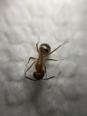 Camponotus zonatus