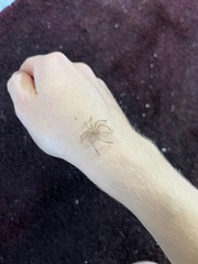Eusparassus