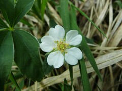 Potentilla alba