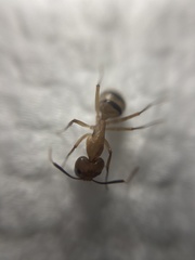 Camponotus zonatus