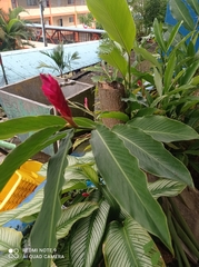 Alpinia purpurata
