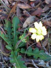 Berlandiera subacaulis