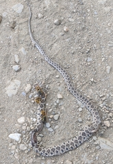 Hemorrhois hippocrepis