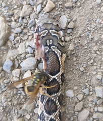 Hemorrhois hippocrepis