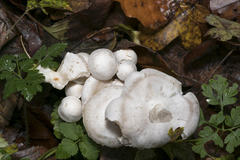 Leucocybe